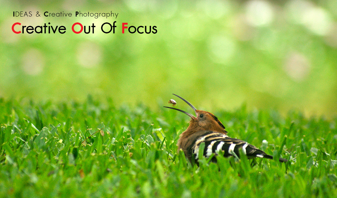 IDEAS&Creative Photography (Creative Out Of Focus)