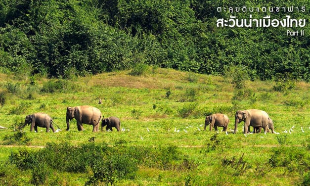 ตะลุย…ดินแดนซาฟารี สะวันน่าเมืองไทย Part II