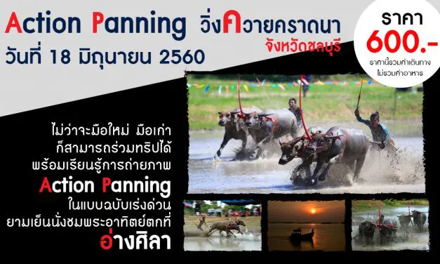 Trip Action Panning (วิ่งควายคราดนา ที่ชลบุรี)