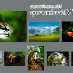 Khao Yai National Park Photo Contest