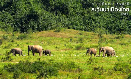 ตะลุย…ดินแดนซาฟารี สะวันน่าเมืองไทย Part II