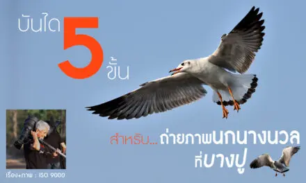 บันได 5 ขั้น สำหรับถ่ายภาพนกนางนวล ที่บางปู