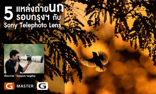 5 แหล่งถ่ายนกรอบกรุงฯ กับ Sony Telephoto Lens