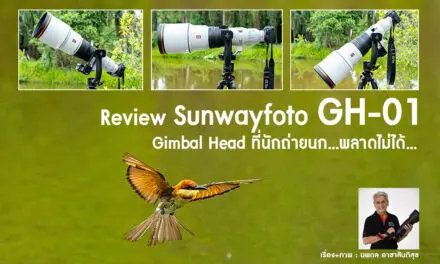 Review Sunwayfoto GH-01 Gimbal Head ที่นักถ่ายนก…พลาดไม่ได้…