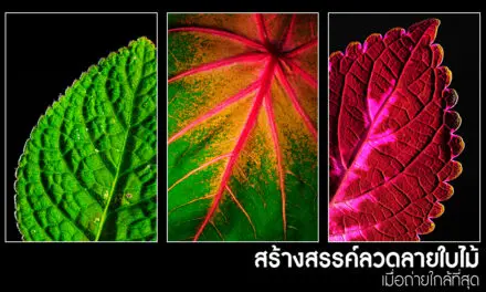 สร้างสรรค์ลวดลายใบไม้ เมื่อถ่ายใกล้ที่สุด