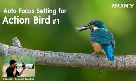 Auto Focus Setting for Action Bird #1