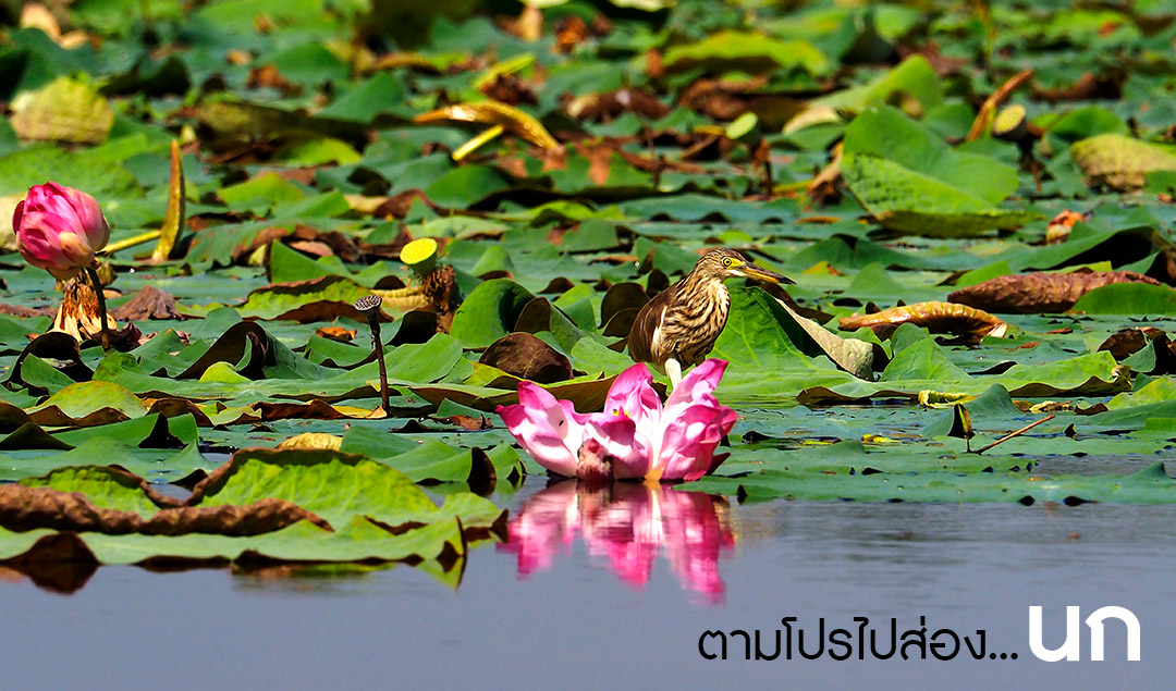 ตามโปรไปส่องนกหายาก…ที่พิจิตร