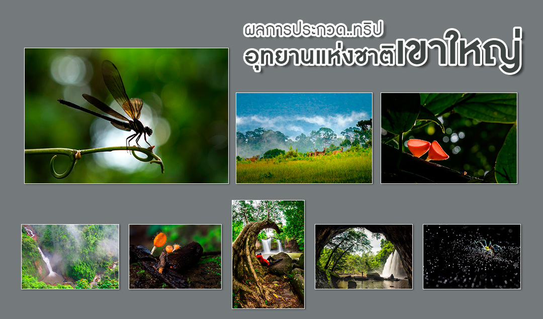 Khao Yai National Park Photo Contest