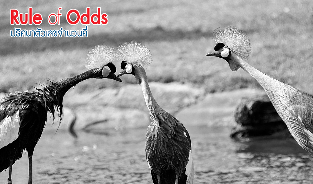 Rule of Odds ปริศนาตัวเลขจำนวนคี่