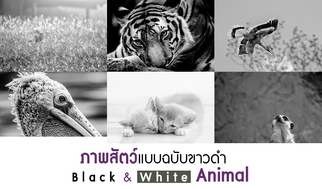 ภาพสัตว์แบบฉบับขาวดำ (Black&White Animal)