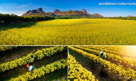 ชมดอกไม้หน้าหนาว ดาวเรือง ทานตะวัน