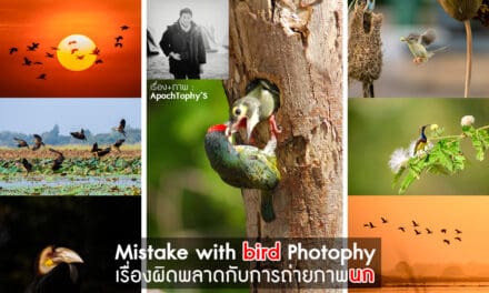 Mistake with bird photography เรื่องผิดพลาดกับการถ่ายภาพนก