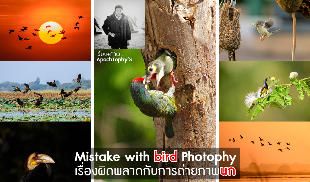 Mistake with bird photography เรื่องผิดพลาดกับการถ่ายภาพนก