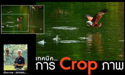 เทคนิคการ Crop ภาพ