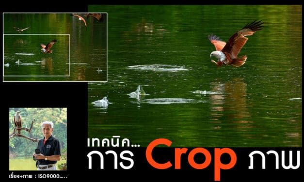 เทคนิคการ Crop ภาพ