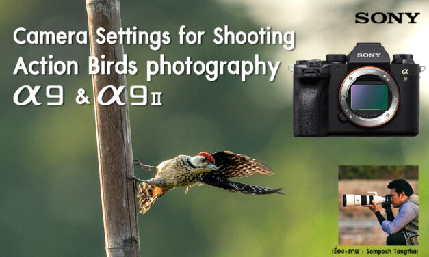Camera Settings for Shooting Action Birds photography-Sony α9 & α9II
