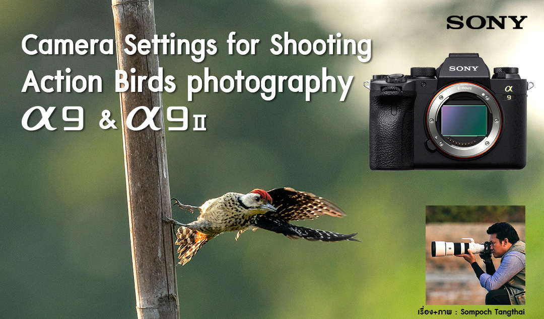 Camera Settings for Shooting Action Birds photography-Sony α9 & α9II