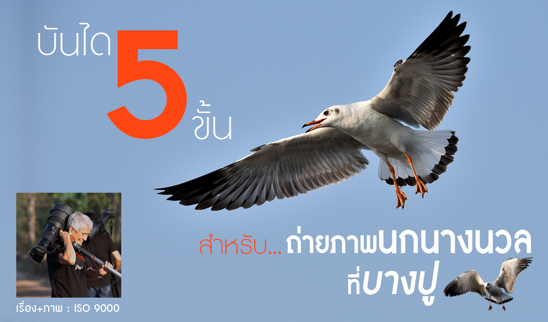 บันได 5 ขั้น สำหรับถ่ายภาพนกนางนวล ที่บางปู