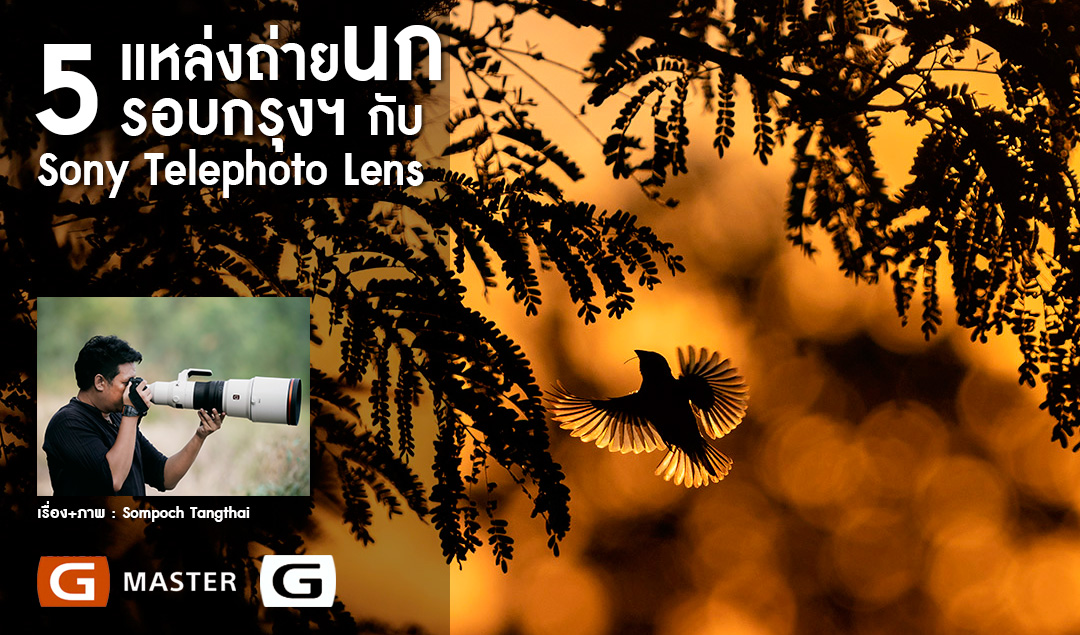 5 แหล่งถ่ายนกรอบกรุงฯ กับ Sony Telephoto Lens