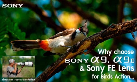 Why choose Sony A9, Sony A9 II & Sony FE Lens for Birds Action