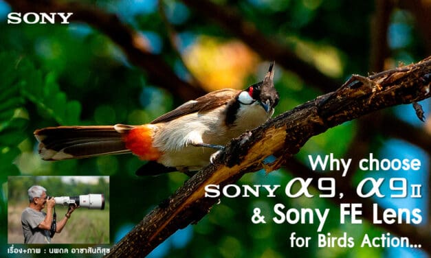 Why choose Sony A9, Sony A9 II & Sony FE Lens for Birds Action