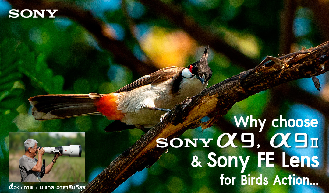 Why choose Sony A9, Sony A9 II & Sony FE Lens for Birds Action
