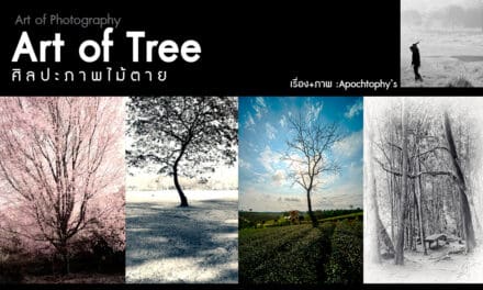Art of Photography_ Art of Tree ศิลปะภาพไม้ตาย