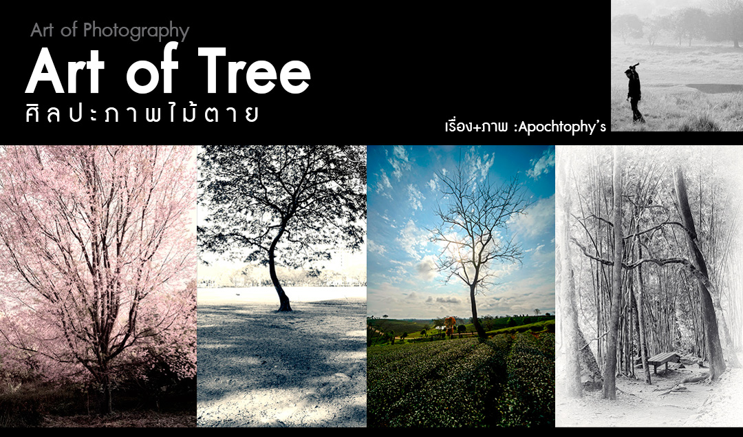Art of Photography_ Art of Tree ศิลปะภาพไม้ตาย