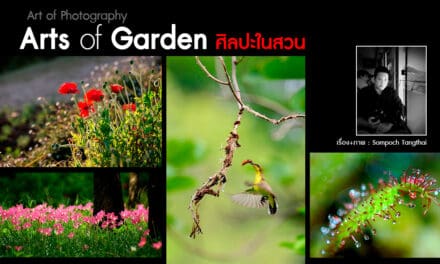 Art of Photography_ศิลปะในสวน Arts of Garden