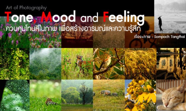 Art of Photography_ Tone, mood and feeling ควบคุมโทนสีในภาพ เพื่อสร้างอารมณ์และความรู้สึก