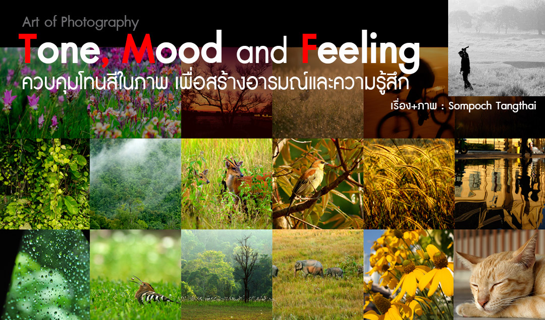 Art of Photography_ Tone, mood and feeling ควบคุมโทนสีในภาพ เพื่อสร้างอารมณ์และความรู้สึก