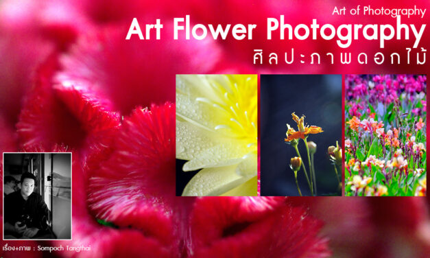 Art of Photography_Art Flower Photography ศิลปะภาพดอกไม้