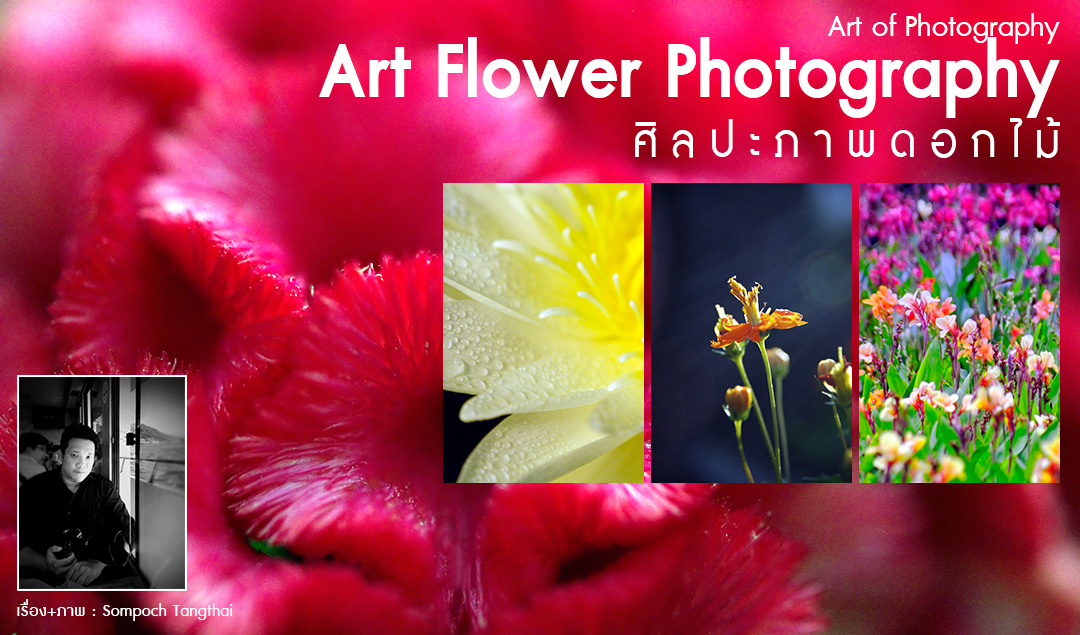 Art of Photography_Art Flower Photography ศิลปะภาพดอกไม้