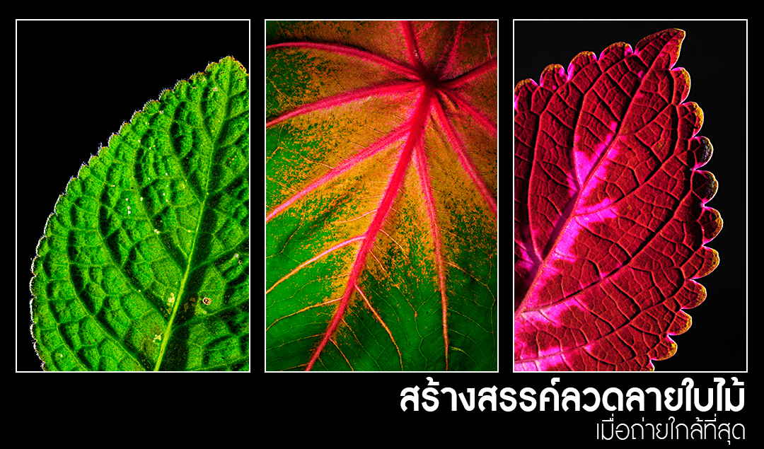 สร้างสรรค์ลวดลายใบไม้ เมื่อถ่ายใกล้ที่สุด