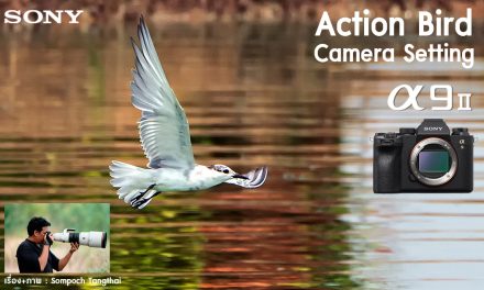 Action Bird Camera Setting a9II