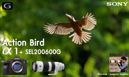 Action Bird Alpha 1 + SEL200600G
