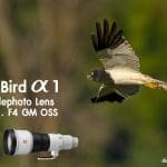 Action Bird Sony alpha 1+Super telephoto Lens FE 600 mm. F4 GM OSS