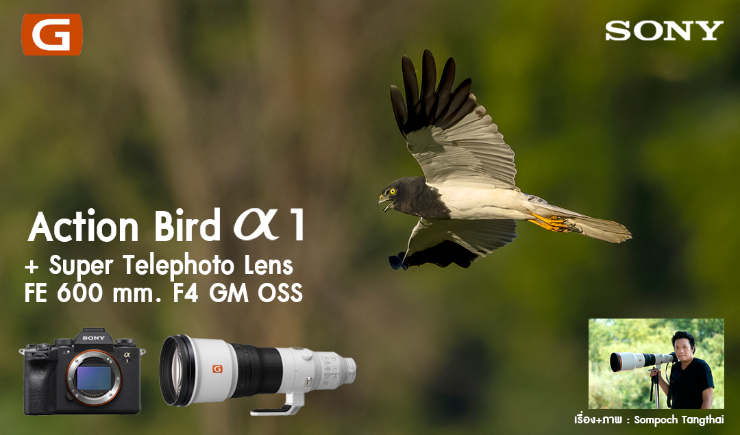 Action Bird Sony alpha 1+Super telephoto Lens FE 600 mm. F4 GM OSS