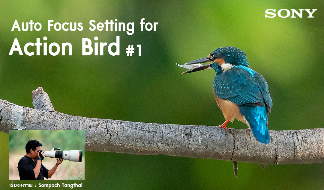 Auto Focus Setting for Action Bird #1