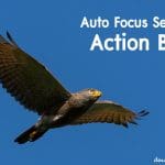 Auto Focus Setting for Action Bird #2