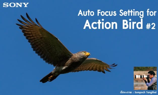 Auto Focus Setting for Action Bird #2