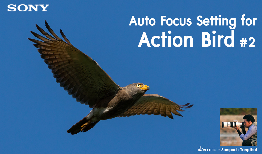 Auto Focus Setting for Action Bird #2