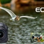 Review Canon EOS R3
